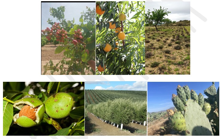 Diversificación de cultivos y actividades de demostración en proyectos de transferencia del conociminento dentro de los objetivos <acronym title=Plan Estratégico de la Política Agrícola Común